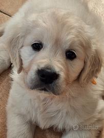Cuccioli Golden Retriever