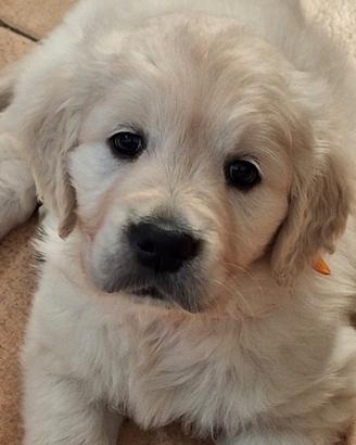 Cuccioli Golden Retriever