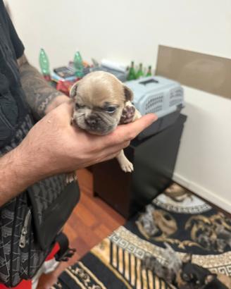 Bulldog francese maschio