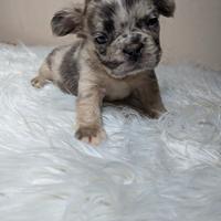 Bulldog francesi blu merle