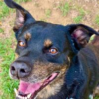 Denver cane raffinato