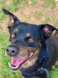 Denver cane raffinato