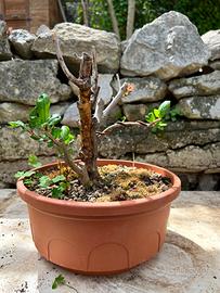 Bonsai Melograno