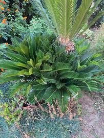 Figli Cicas cycas