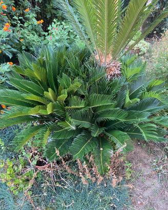 Figli Cicas cycas