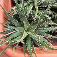 Pianta di Aloe Haworthia fasciata zebra