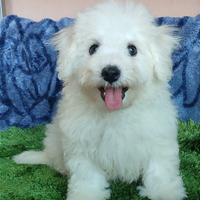 Cuccioli di BICHON Á POIL FRISÉ con Pedigree ENCI