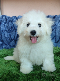 Cuccioli di BICHON Á POIL FRISÉ con Pedigree ENCI