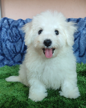 Cuccioli di BICHON Á POIL FRISÉ con Pedigree ENCI