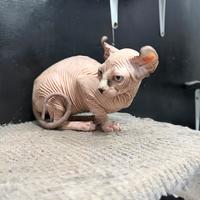 Gatta Elf sphynx
