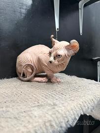 Gatta Elf sphynx