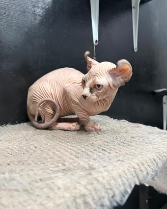 Gatta Elf sphynx