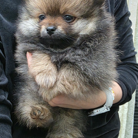 Cucciolo spitz tedesco piccolo kleinspitz