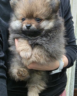 Cucciolo spitz tedesco piccolo kleinspitz
