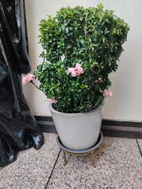 pianta con vaso nuovo