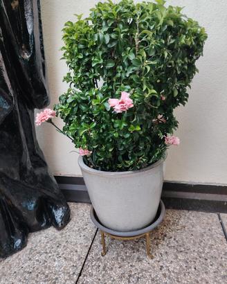 pianta con vaso nuovo