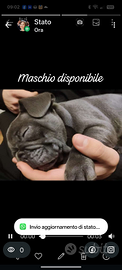 Bouldog Francese Maschio