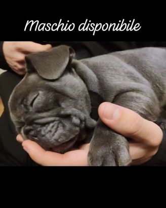 Bouldog Francese Maschio