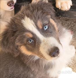 Cuccioli di pastore australiano