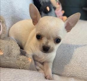 Chihuahua Toy mini