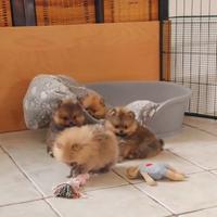 Spitz nano di Pomerania marrone cuccioli