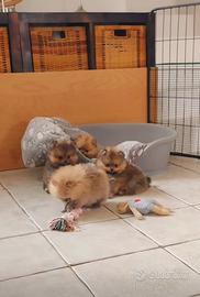 Spitz nano di Pomerania marrone cuccioli