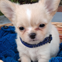 Cuccioli di piccola taglia