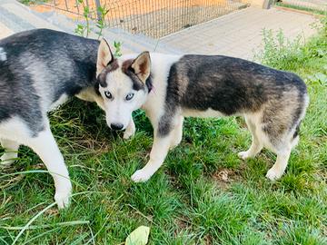 Siberian Husky