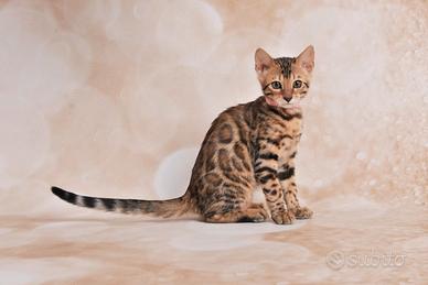 Gatto bengala femmina Nihan
