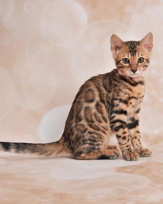 Gatto bengala femmina Nihan