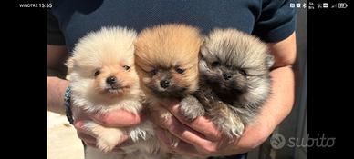 Strepitosi Spitz di pomerania