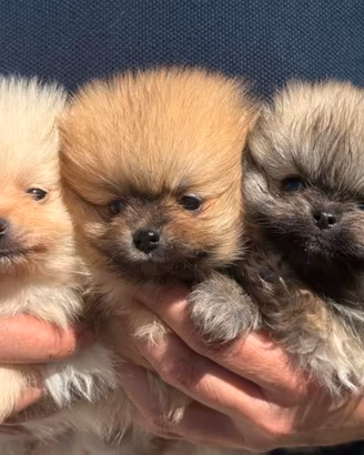 Strepitosi Spitz di pomerania