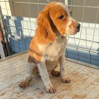 Cuccioli Breton