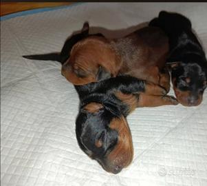 Cuccioli pinscher toy