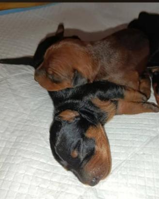 Cuccioli pinscher toy