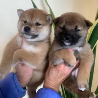 Cuccioli di Shiba inu con pedigree