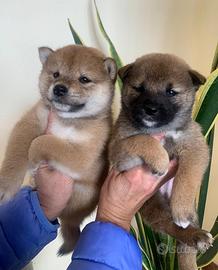 Cuccioli di Shiba inu con pedigree