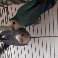 Pappagalli inseparabili