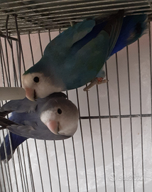 Pappagalli inseparabili