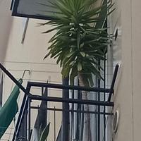 Pianta da esterno