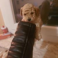 Cucciola di barboncino toy incantevole