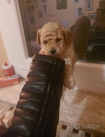 Cucciola di barboncino toy incantevole