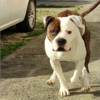 Amstaff femmina per accoppiamento