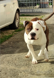 Amstaff femmina per accoppiamento