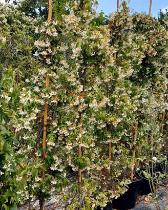 piante da siepe