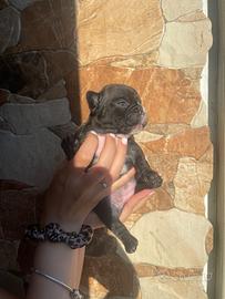 Bulldog francese
