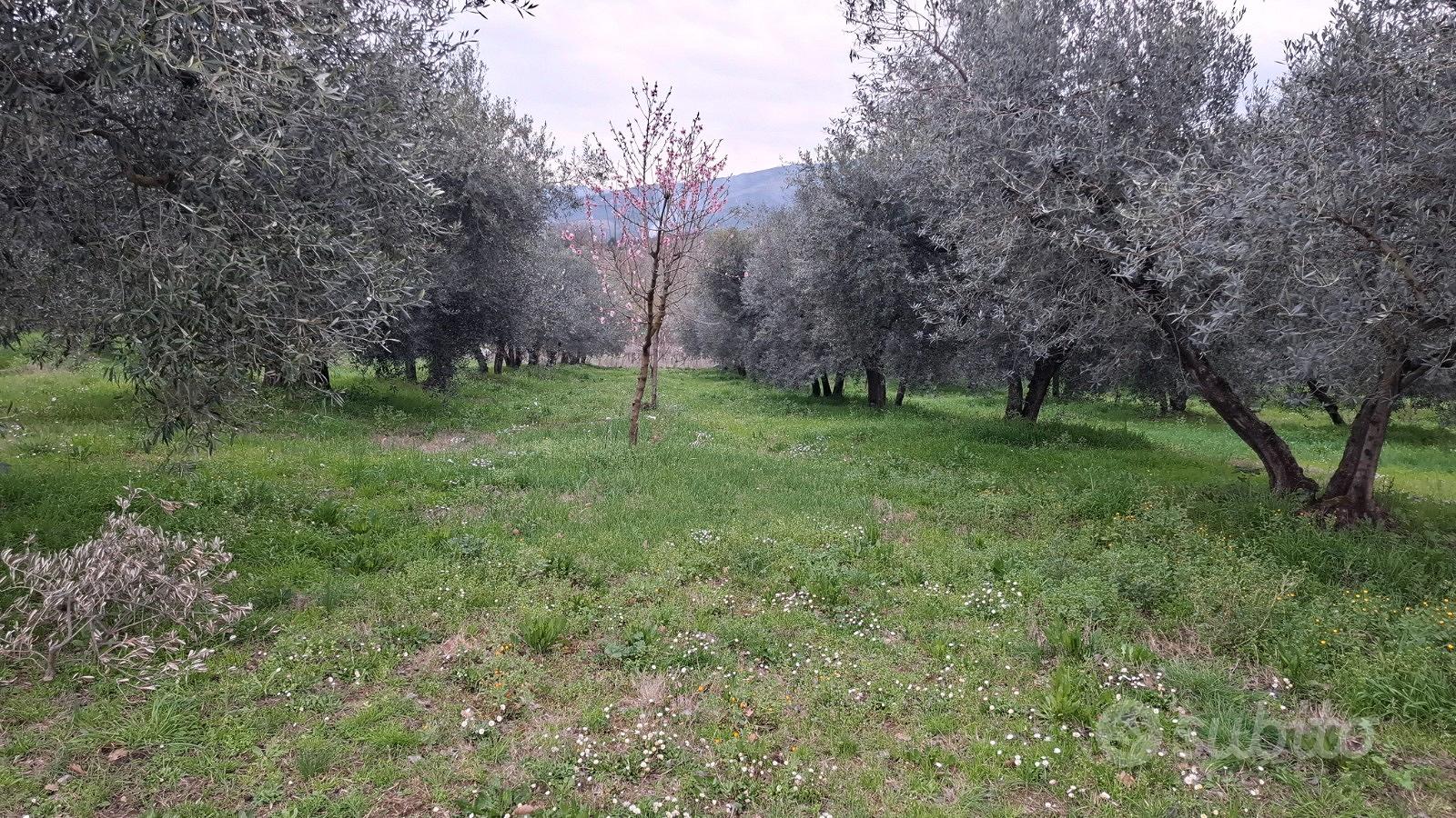 Terreno agricolo 15000m fronte strada pianeggiante - Vista 3