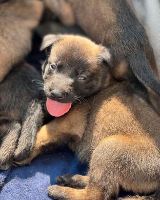 Cuccioli di pastore belga malinois