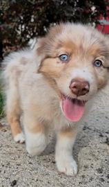 cucciola australian shepherd pedigree 