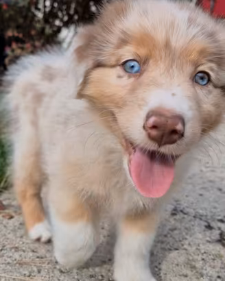 cucciola australian shepherd pedigree 
